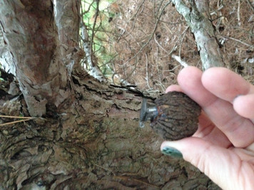 Nut Geocache!